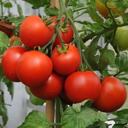 Growing vegetables from Seed gardening image 317