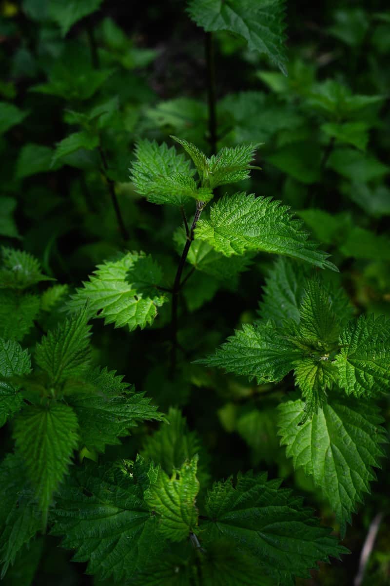 stinging nettle permaculture compost image 327