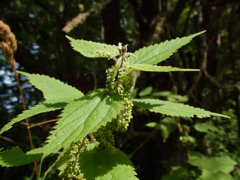 stinging nettle permaculture compost image 328