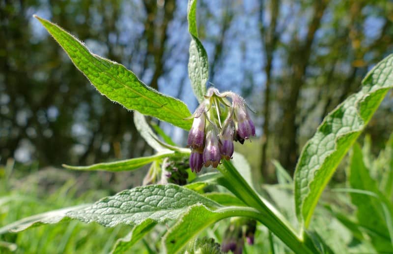 comfrey permaculture gardening image 329
