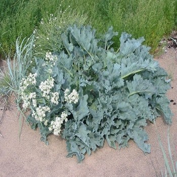 best edible perennials Climate Change image 33