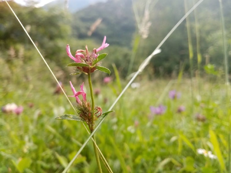 Benefits of Prunella Vulgaris gardening image 330