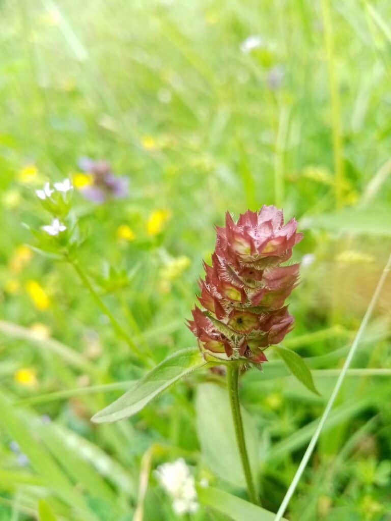 Benefits Of Prunella Vulgaris Self Heal The Wonder Weed