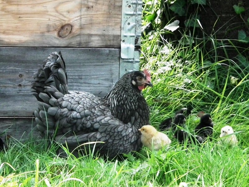 Chicken shed decolonizing permaculture image 401