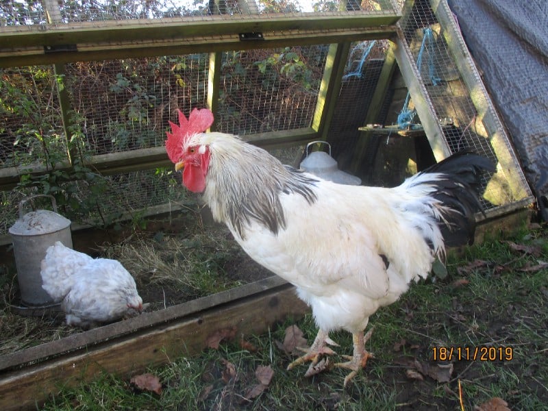 Chicken shed decolonizing permaculture image 405