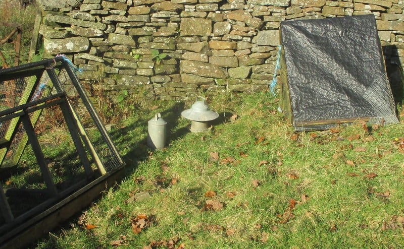 Chicken shed decolonizing permaculture image 406