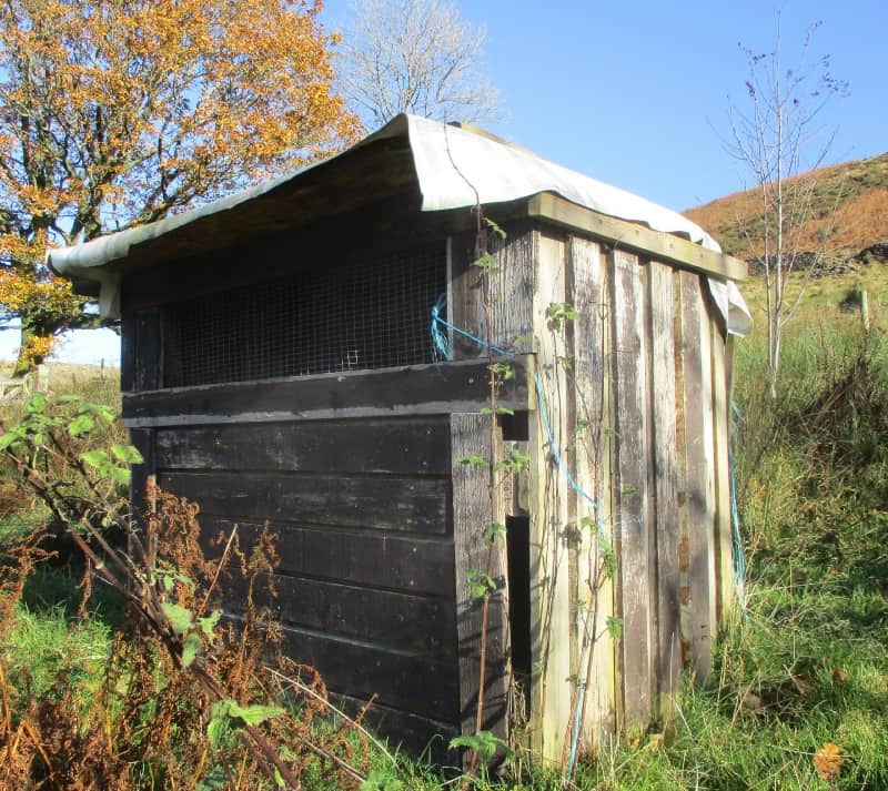 Chicken shed decolonizing permaculture image 408