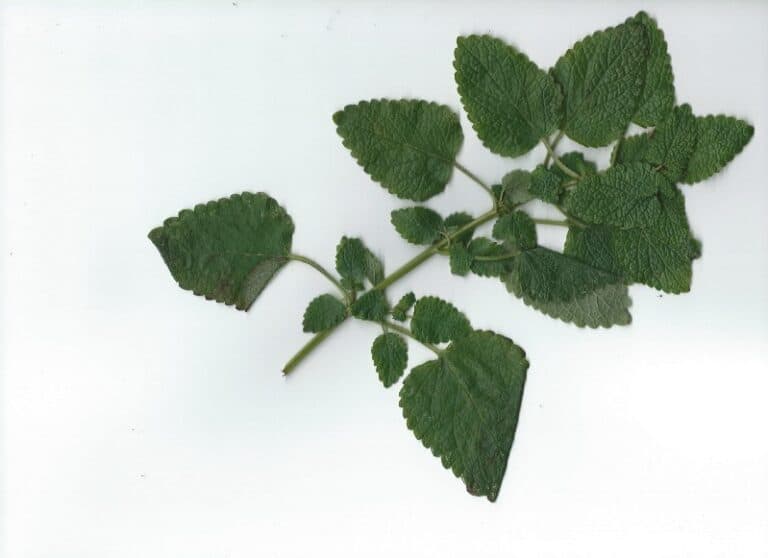 Problem is the solution herbs image 447