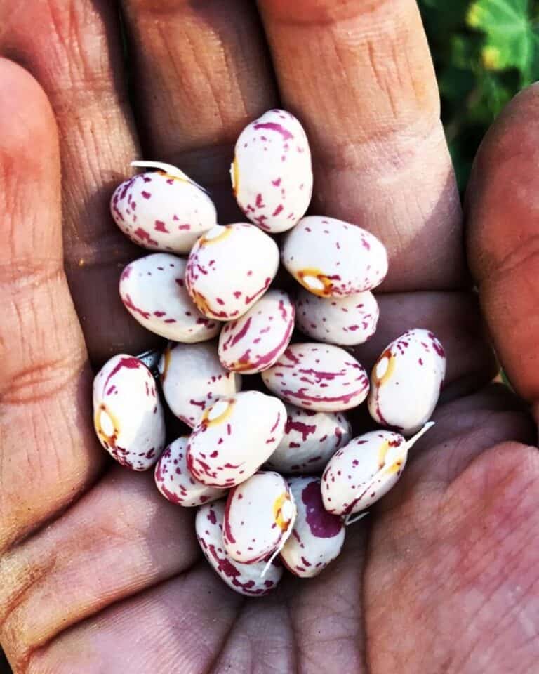 seed saving for beginners children image 49