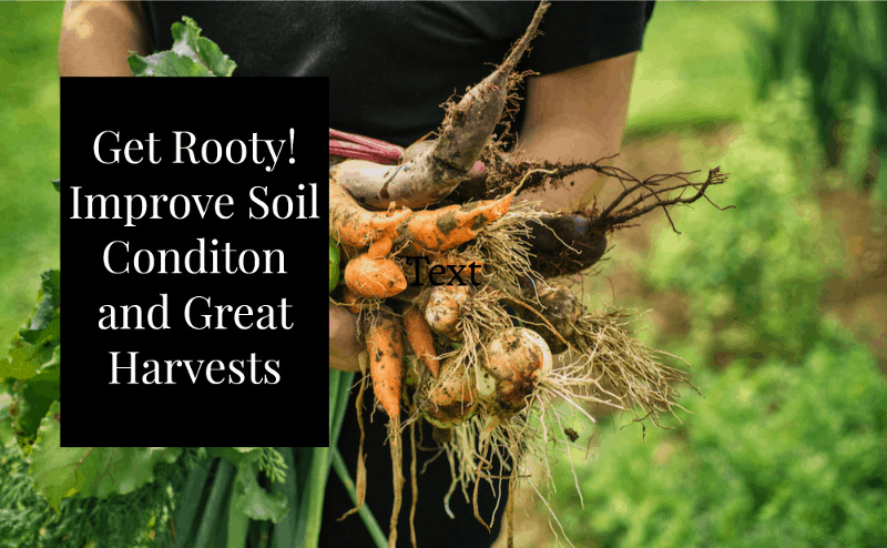 types of root vegetables children image 5