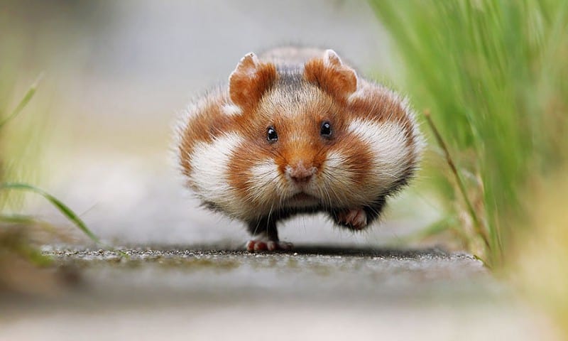 unhamster children image 585