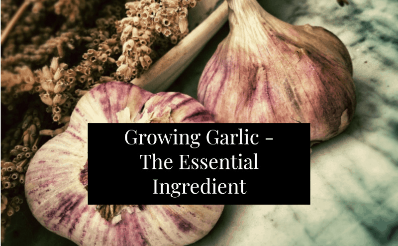 How to grow garlic companion plants image 6