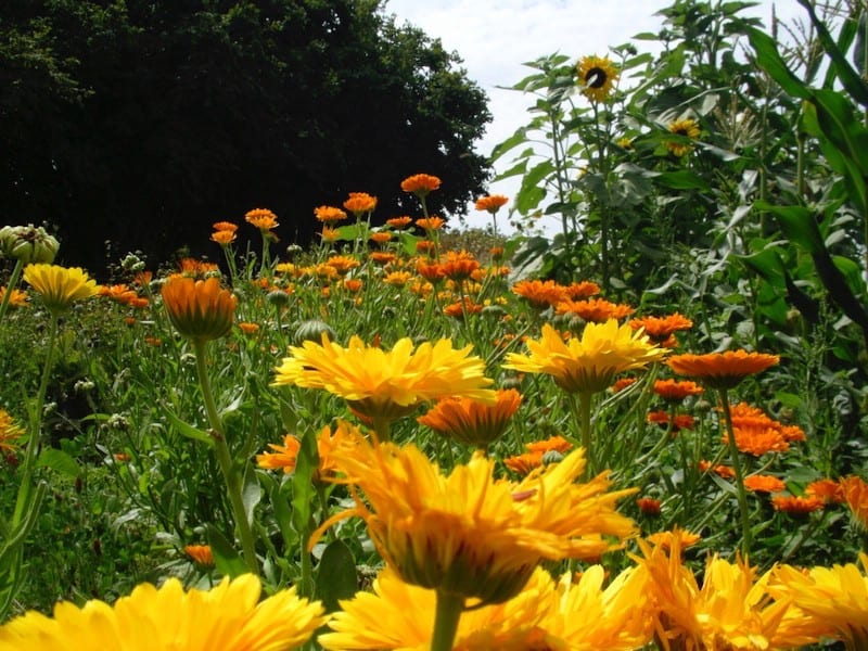 medicinal flowers children image 602