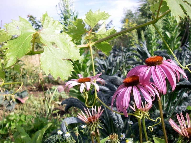 medicinal flowers children image 603