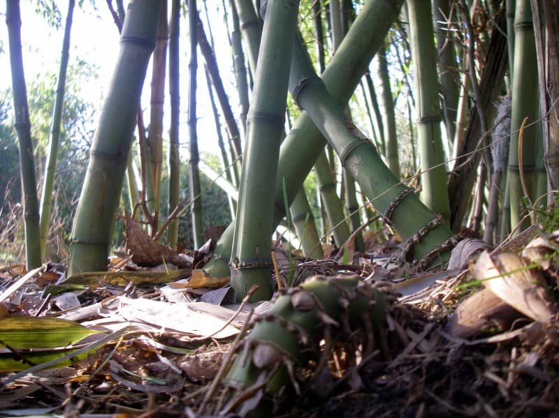 non-spreading bamboo edible perennials image 604