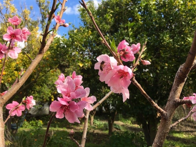 How to Prune Fruit Trees Cultivating Abundance image 610