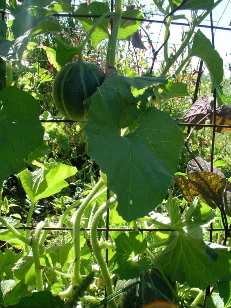 How to grow melons compost image 612