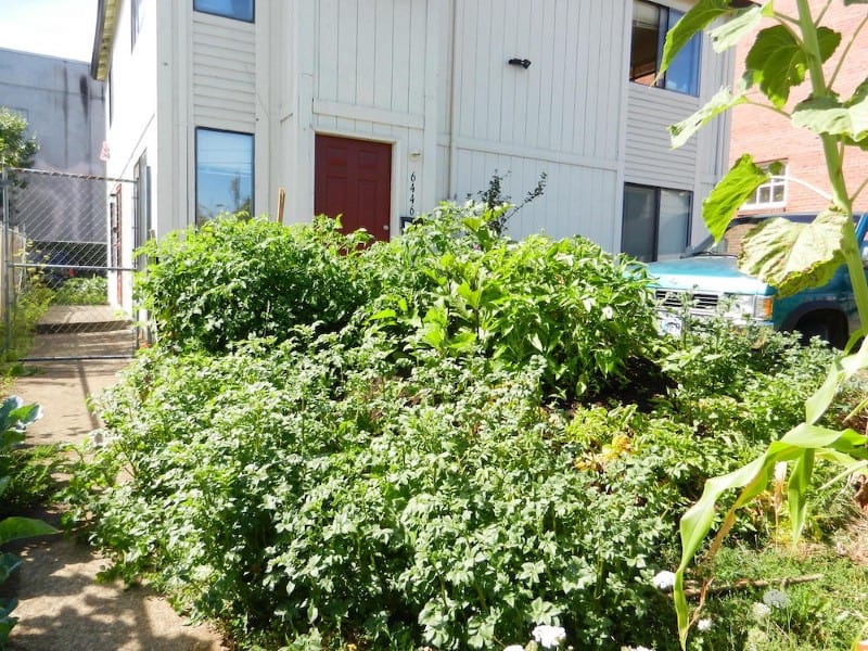 Front Yard Gardens creativity image 613