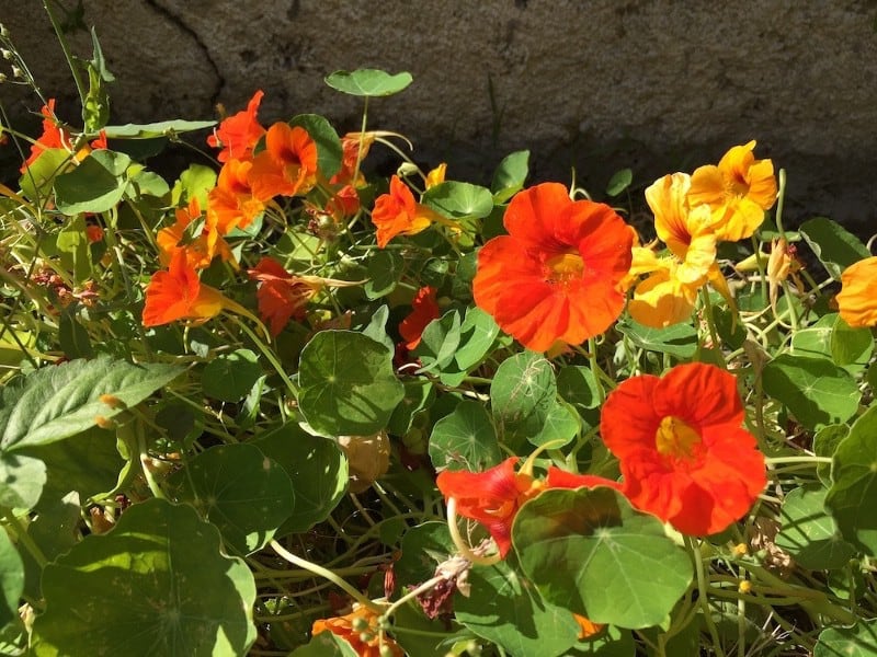 gardening with children children image 615