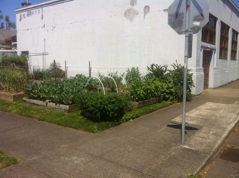 grow food not lawns art of hosting image 629