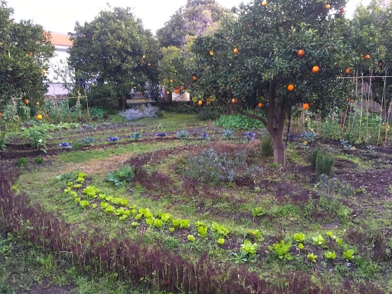 grow food not lawns art of hosting image 633