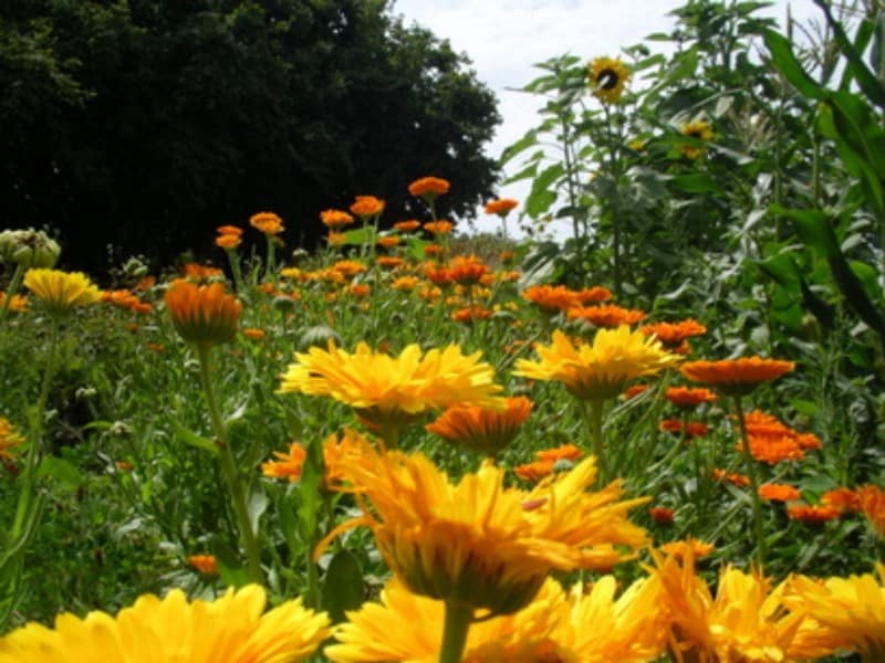Marigolds as a Companion Plant companion plants image 637
