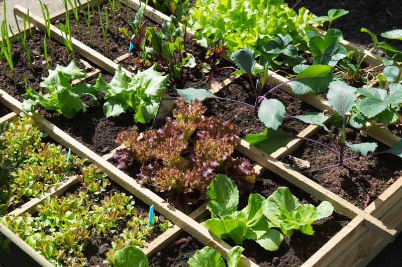 Growing Food in Small Spaces Climate Change image 641
