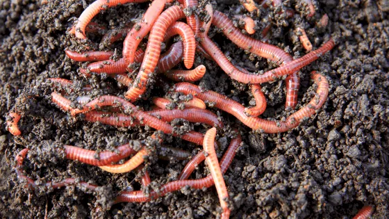 In-Situ composting children image 71