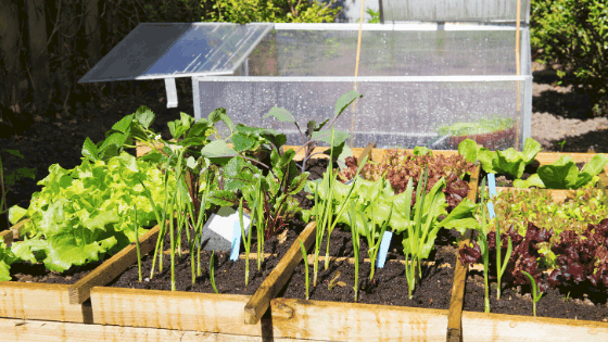 food forests image 75