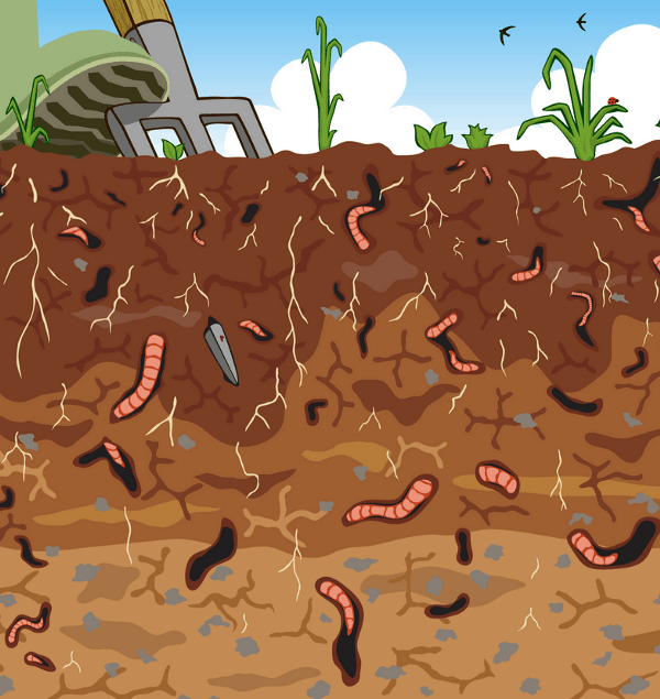 What is Lasagna Gardening compost image 76