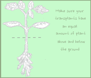 Growing vegetables from Seed gardening image 79