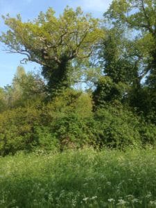 Celtic Wisdom and Regenerative Culture accessibility image 81