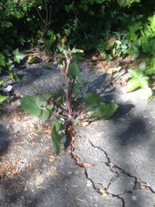 Celtic Wisdom and Regenerative Culture accessibility image 82