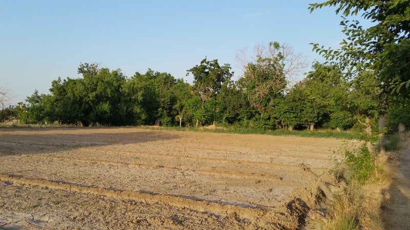 Permaculture in Iran children image 87