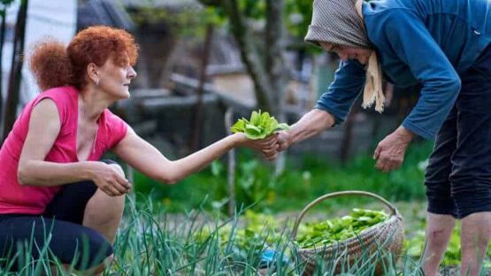 online permaculture design course for women