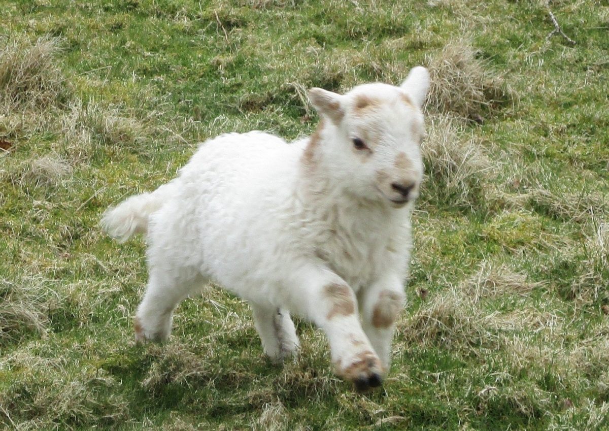 animals image 14