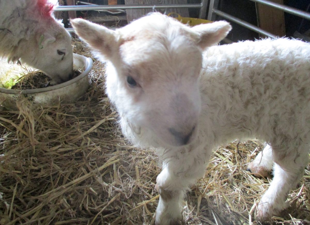 animals image 15