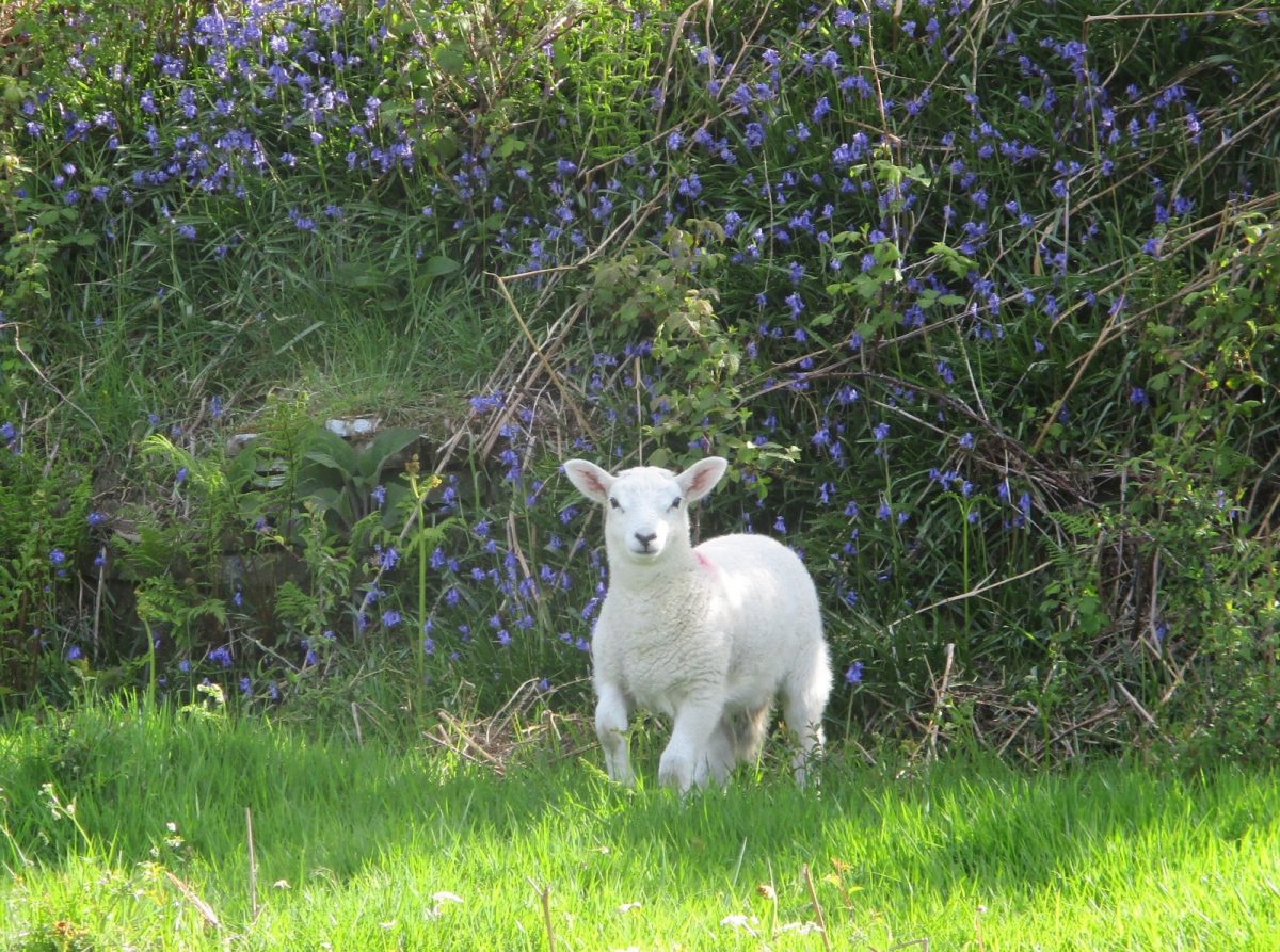 Getting Ready For Lambing