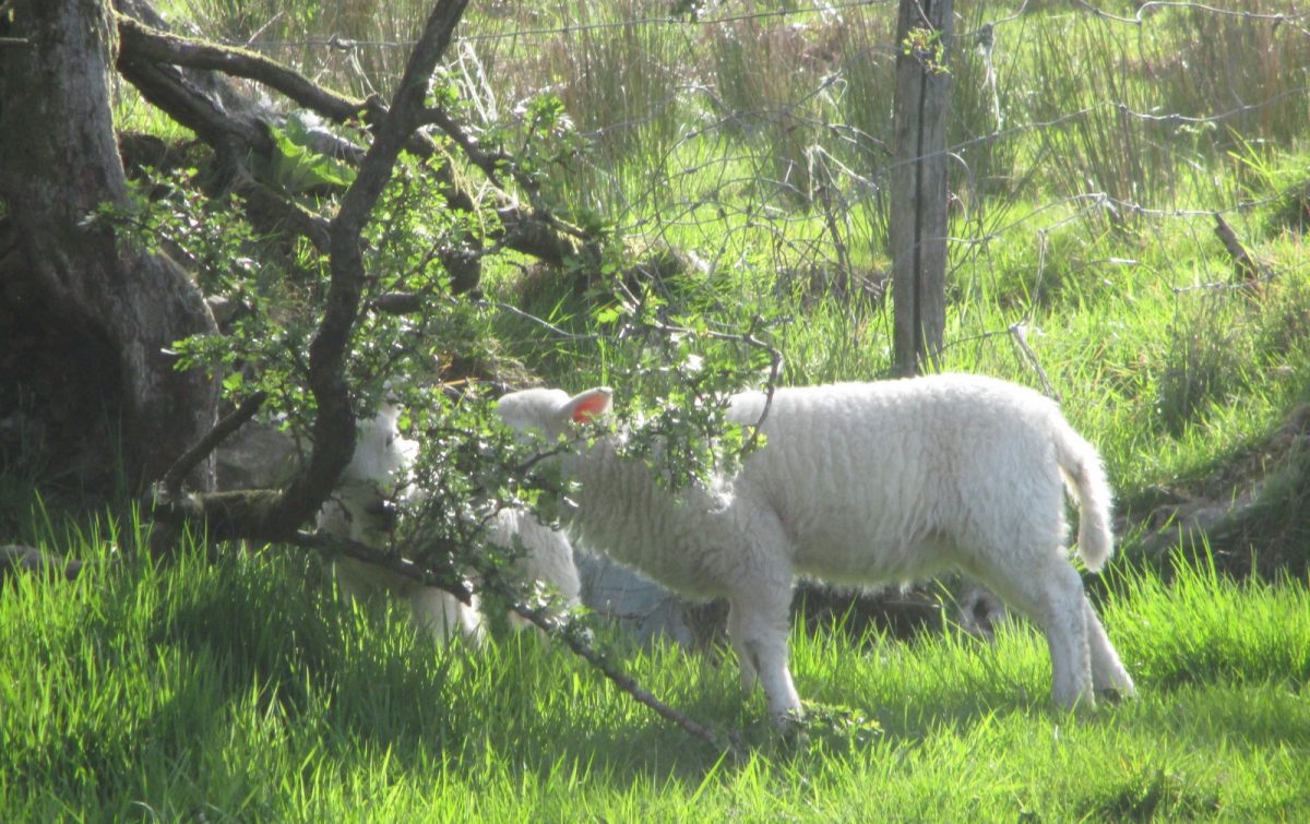 animals image 24
