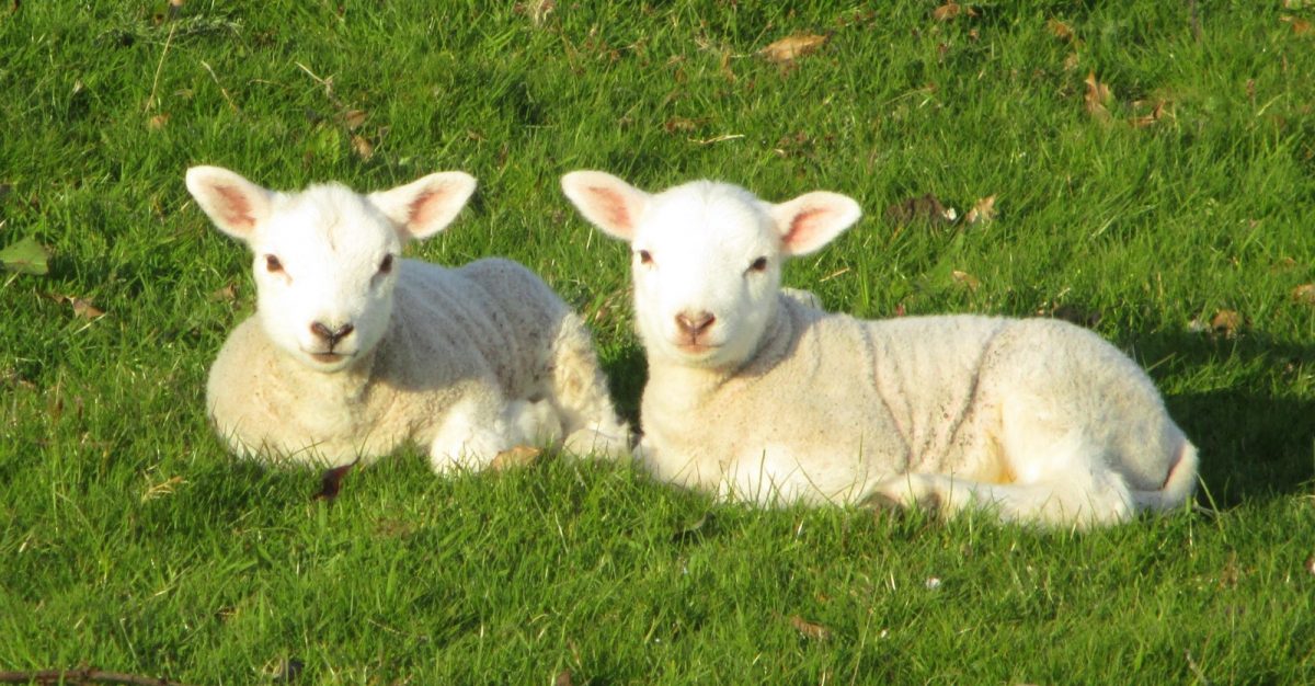 animals image 25