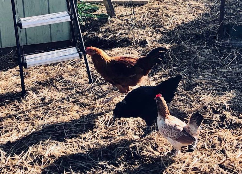 chickens 166697120 770991580451673 4676461428352207466 n 1