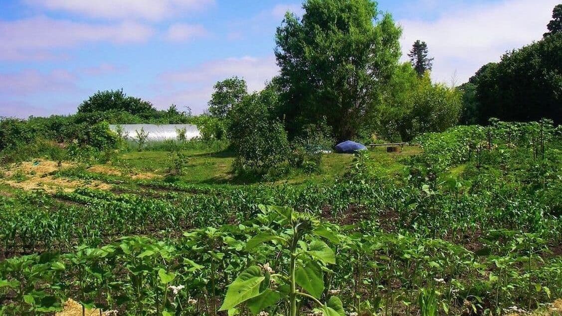 Learn Permaculture for Free cities Permaculture farm example on rented land