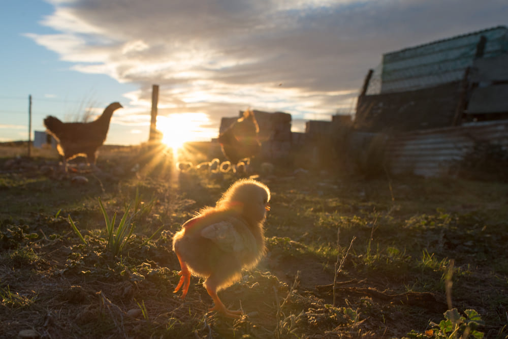 chicken on farm