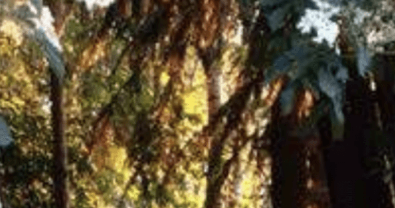 Screenshot 2021 12 31 at 15.25.58