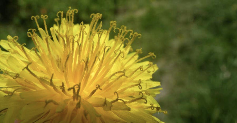 permaculture third ethic children image 1