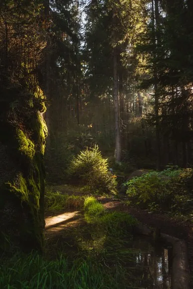 Voices of Women in Permaculture image