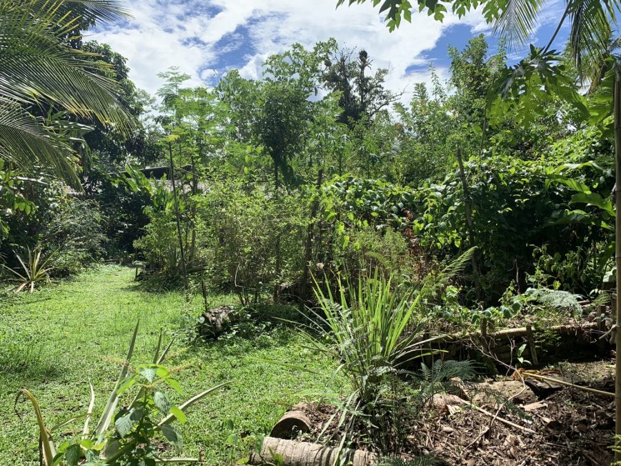 Permaculture Garden Ideas 0616C31A D077 4B6E 8AEB 4B25FD1A605D 1 105 c