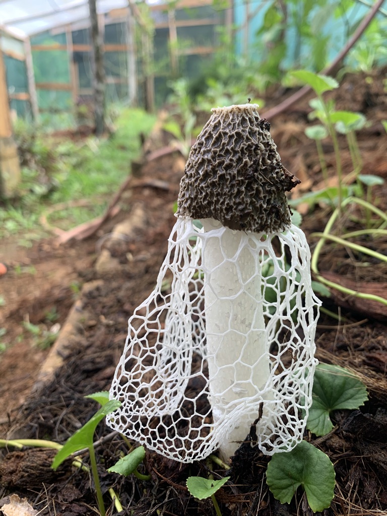 fungi image 2