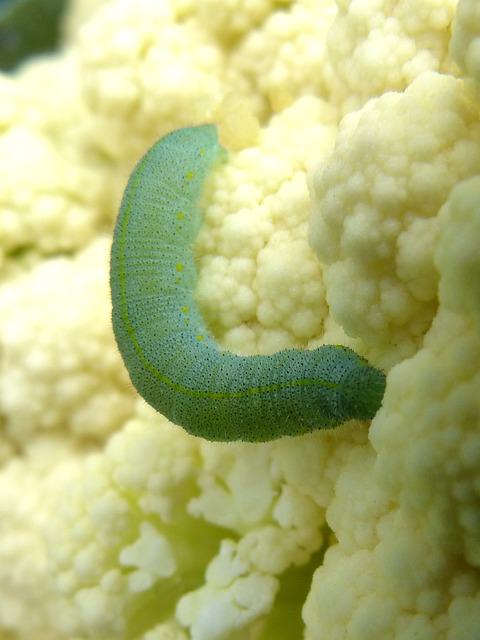 disease prevention Worm on cauliflower
