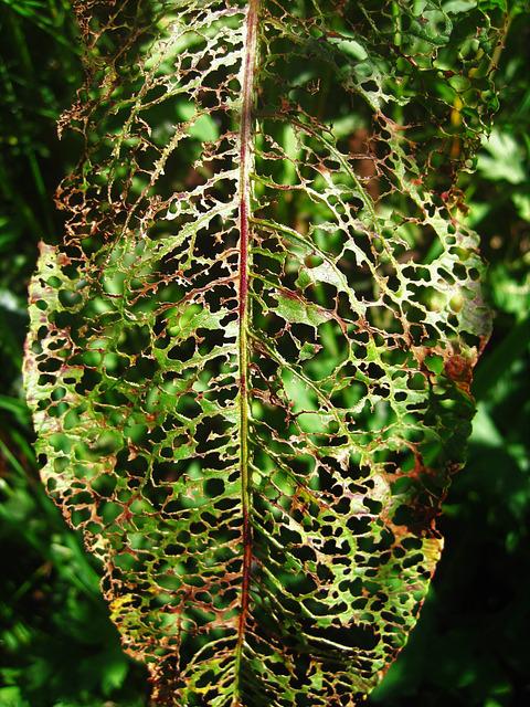 disease prevention Leaf eaters leave this lacy legacy